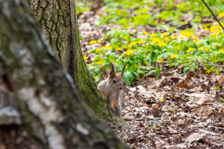 The Eurasian red squirrel Sciurus vulgaris in its natural habitat in the spring forest.の写真素材