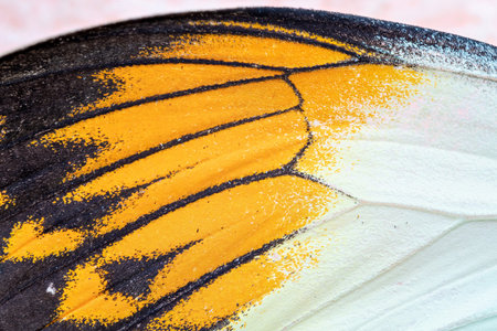 Close up view of the yellow batterflyの写真素材