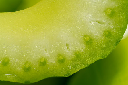 Slices of juicy celery. Macro background. Celery texture. High quality photoの写真素材