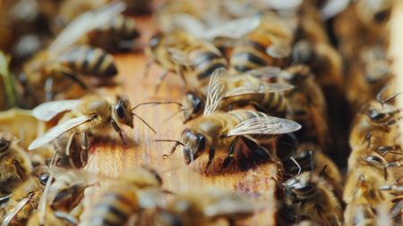 The bees are working inside the hive. Useful food and traditional medicineの写真素材