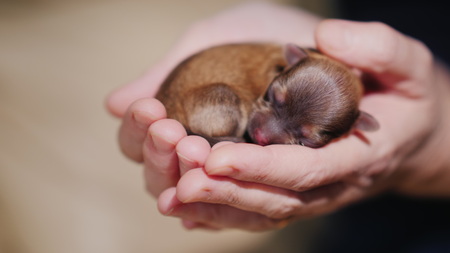 Newborn Australian Shepherd puppy sleeps on the palmの写真素材