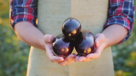 The farmer keeps a few ripe eggplants in his friends. Organic products from the farmの写真素材