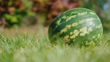 A large watermelon lies on the grass, the background is blurred. Excellent harvest, a huge fruit...