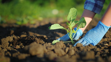 Female hands in gloves plant a small plant in the gardenの写真素材