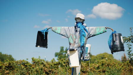 A scarecrow against a blue sky with clouds. Keeps the garden from birds and other pests.の写真素材