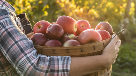 Woman holding a wooden basket with red apples. Fresh organic fruits from their gardenの写真素材