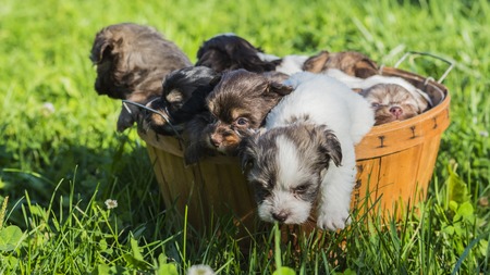 Antistress basket full of cute puppiesの写真素材