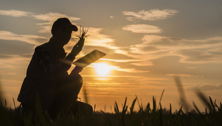 Young woman farmer studying the seedlings of a plant in a field, using a tabletの写真素材