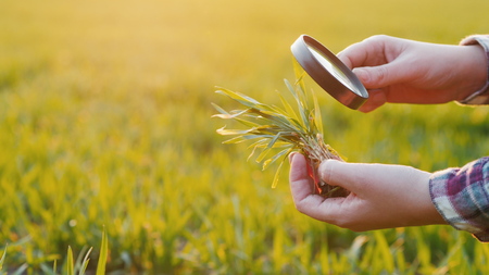 The hands of a farmer who studies wheat sprout through a magnifying glass on the fieldの写真素材