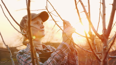 A young woman works in her garden at sunset. Inspects young shoots of a treeの写真素材