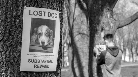 Teenager pasting posters of the missing dogs.