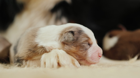 Lovely defenseless puppy is sleeping near the sheep dogの写真素材