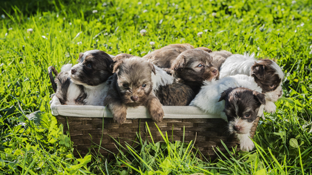 A group of small puppies in a basket, trying to escapeの写真素材