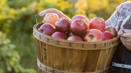 A farmer holds a basket with red apples. Organic farmの写真素材