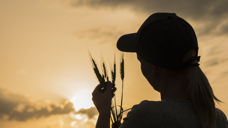 Farmer looks at the ears of wheat, rear viewの写真素材