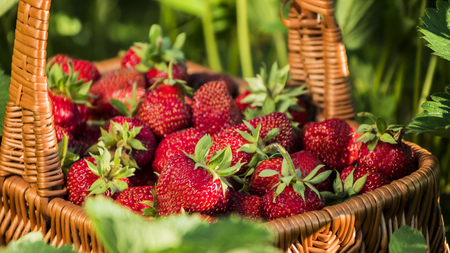 A basket with ripe strawberries stands amongst strawberry bushes. Ripe and tasty berries only from the fieldの写真素材
