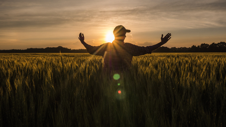 Farmer admires his wheat field, raised his hands up towards the sunの写真素材