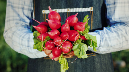 A man holds in his hands the navel of ripe radishes