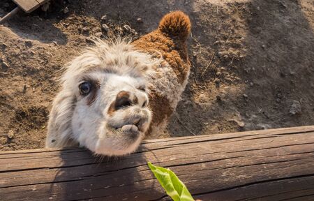 The funny alpaca looks out of the fence, waiting for a meal. Top viewの写真素材