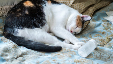 The cat is lying on the bed near the bottle with sleeping pills. Insomnia concept