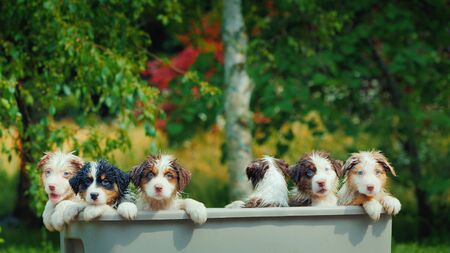 Group portrait of cute wet puppiesの写真素材