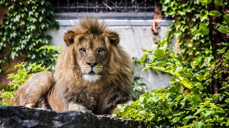 Portrait of a formidable male lionの写真素材