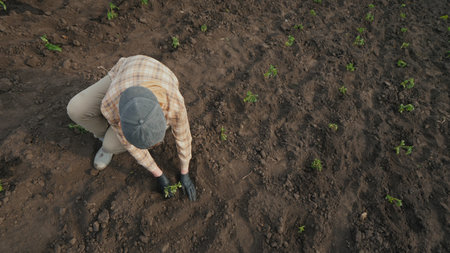Farmer planting tomato seedlings on the fieldの写真素材