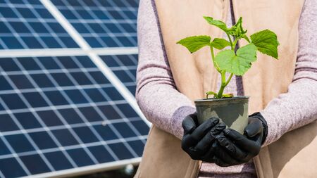 Farmer holds seedling in his hands, in the background solar panels.の写真素材