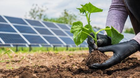 Farmer eats seedling in vegetable garden, in the background of solar power plant panels.の写真素材