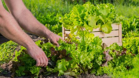 Farmer cuts lettuce on bed, puts it in a drawerの写真素材