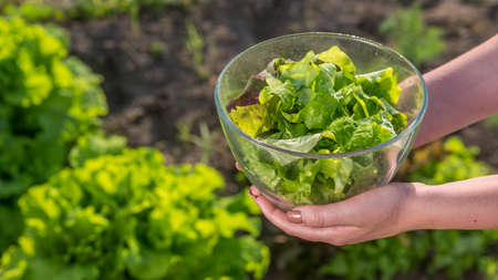 Side view: A woman holds a bowl of lettuce over the vegetable garden where it growsの写真素材
