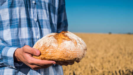 Farmer holds a loaf of bread over wheat ears in a fieldの写真素材