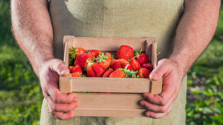 Mens hands hold a box of strawberry berriesの写真素材