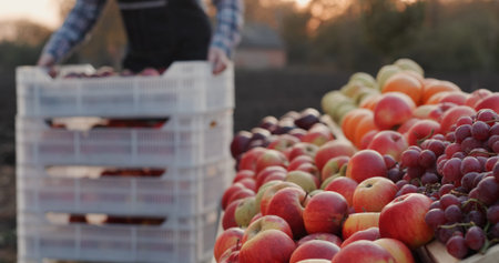 Farmer lays fruit on the counter at agricultural fair