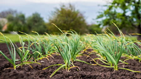 Smooth rows of garlic grow on the bedの写真素材