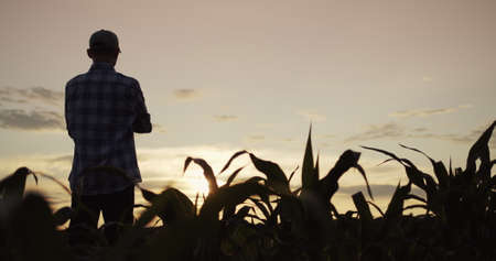 The silhouette of a farmers man standing in a field of corn looks forward to the sunsetの写真素材
