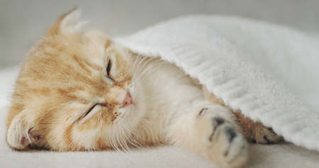 The owner covers a sleepy ginger kitten with a blanketの写真素材
