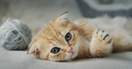 Ginger kitten is resting on a sofa near a ball of gray threads