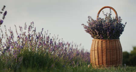 Wicker basket with lavender on a lavender field. Rural landscapeの写真素材