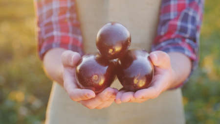 The farmer holds in his hands the vegetables he has grown - eggplantsの写真素材