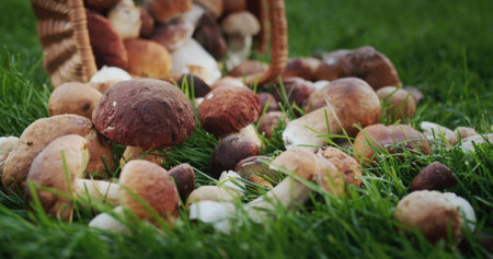 Basket with appetizing forest mushrooms lies on green grassの写真素材