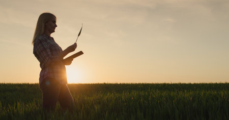 Woman agronomist works in the field, examines the seedlings of wheat. Uses a tablet - new technologies in agricultureの写真素材