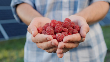 Farmers hands with a handful of fresh raspberries, solar panels in the backgroundの写真素材