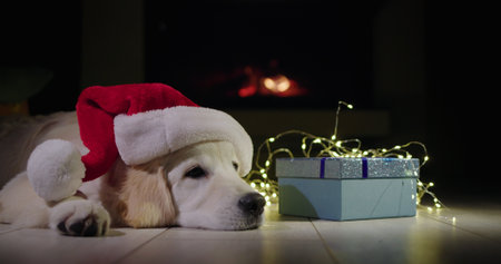 A dog in a New Years hat lies near a box with a gift, in the background there is a fire in the...