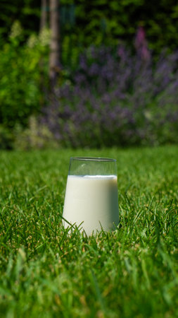 A glass of milk on a green lawn in the backyard, providing a tranquil and refreshing view.の写真素材