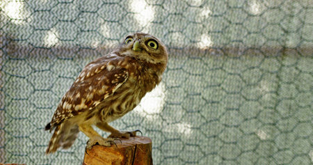 A small owl perches on a wooden stump inside a bird sanctuary, surrounded by netting for protection.の写真素材