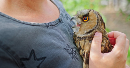 A close-up of a woman holding a large owl with striking orange eyes, showing a moment of trust and connection.の写真素材