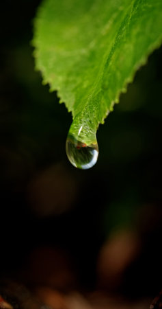 Water droplet on the tip of a green leaf, close-up view, with a blurred background, highlighting...