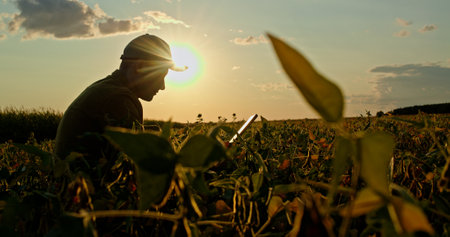 Silhouette of a farmer with a tablet, sitting in a pea field at sunset, studying the crops.の写真素材