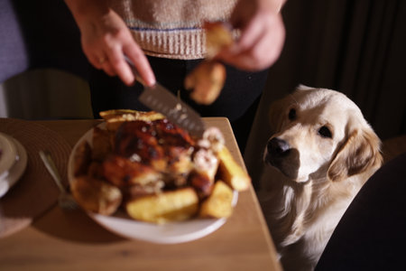 A Golden Retriever attentively watches a woman carve roasted chicken and potatoes at a dinner table, highlighting a cozy and tempting moment.の写真素材
